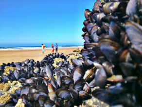 Mussels in Cornwall